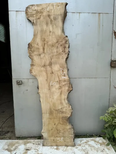 Cape poplar #60