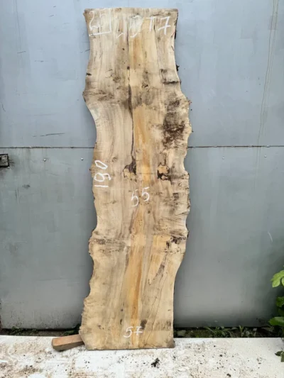 Cape poplar #25