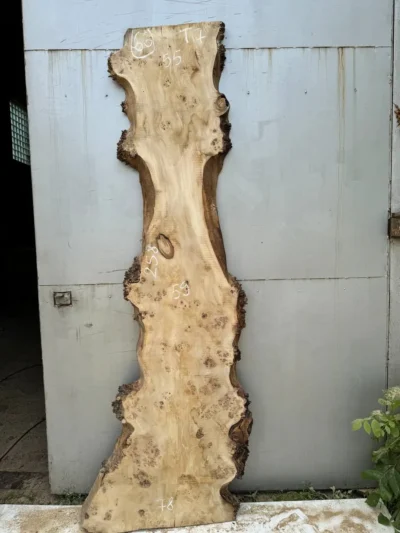 Cape poplar #66