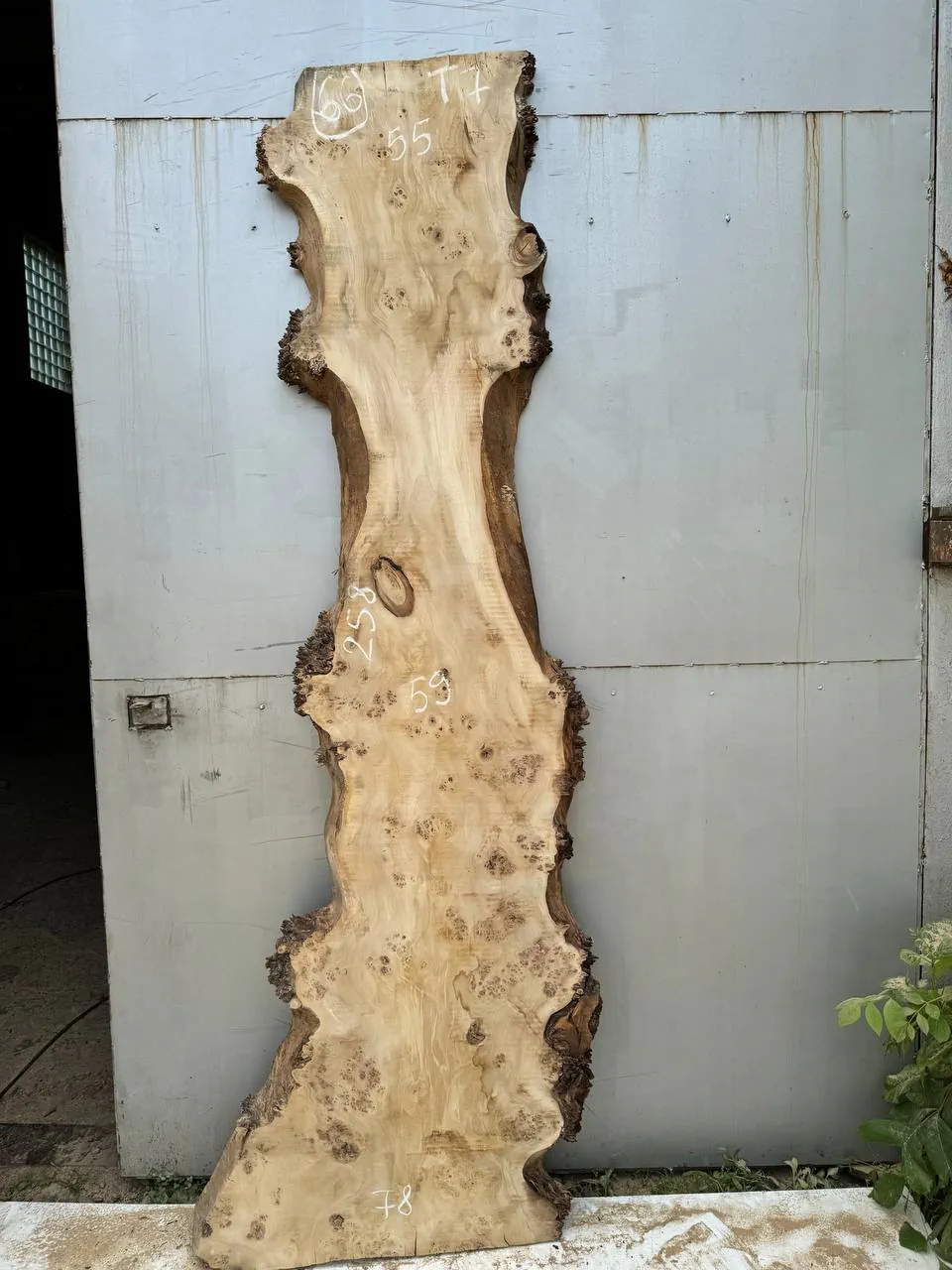 Cape poplar #66