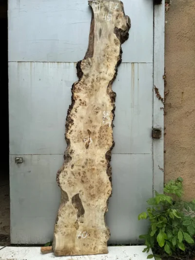Cape poplar #11
