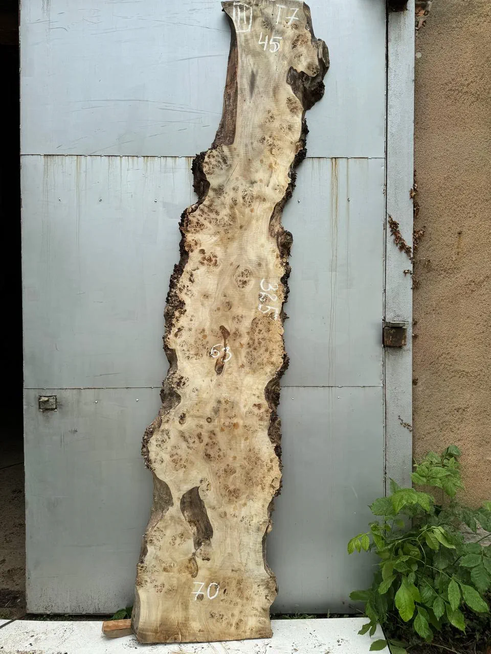 Cape poplar #11