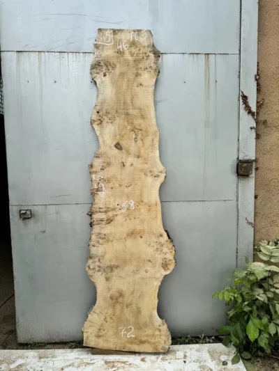 Cape poplar #45
