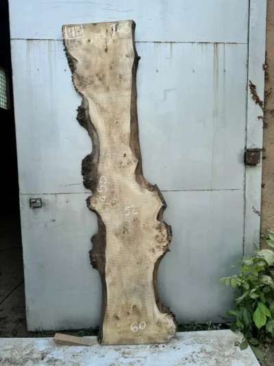 Cape poplar #42