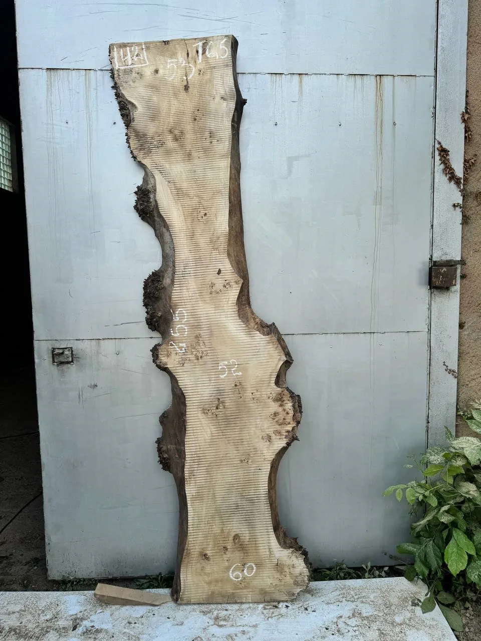 Cape poplar #42