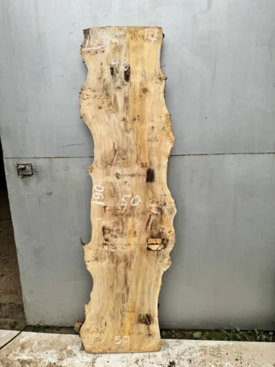 Cape poplar #29