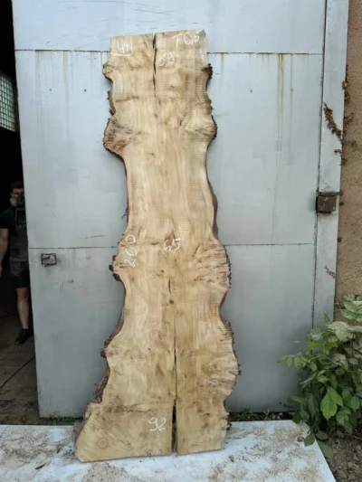 Cape poplar #44