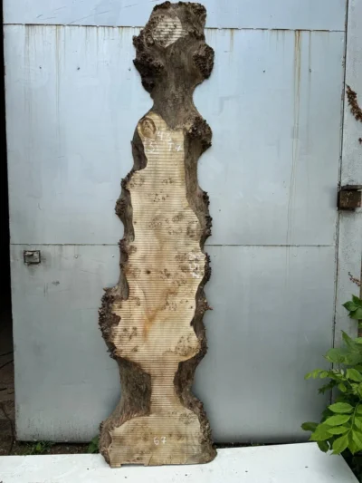Cape poplar #3