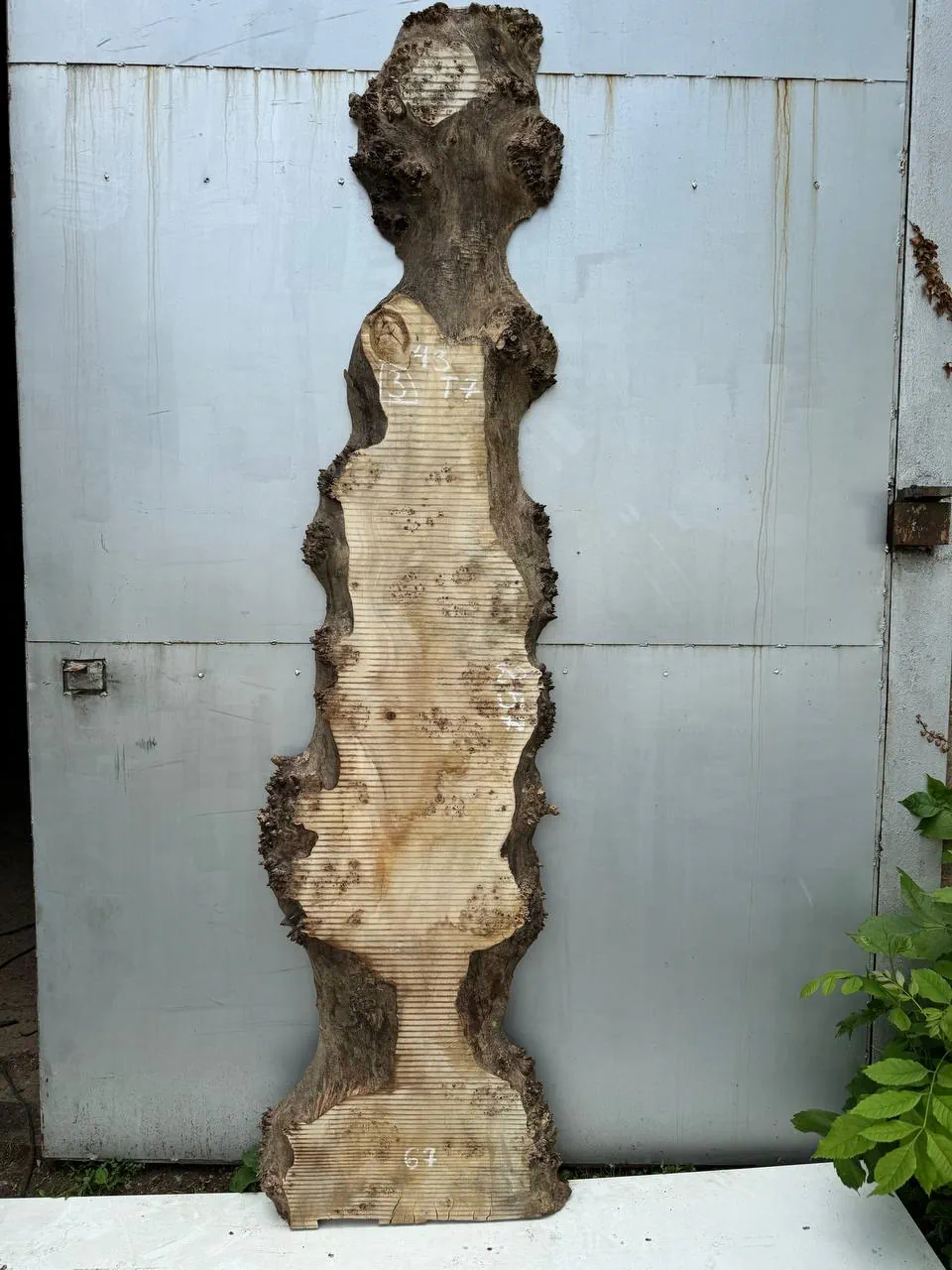 Cape poplar #3