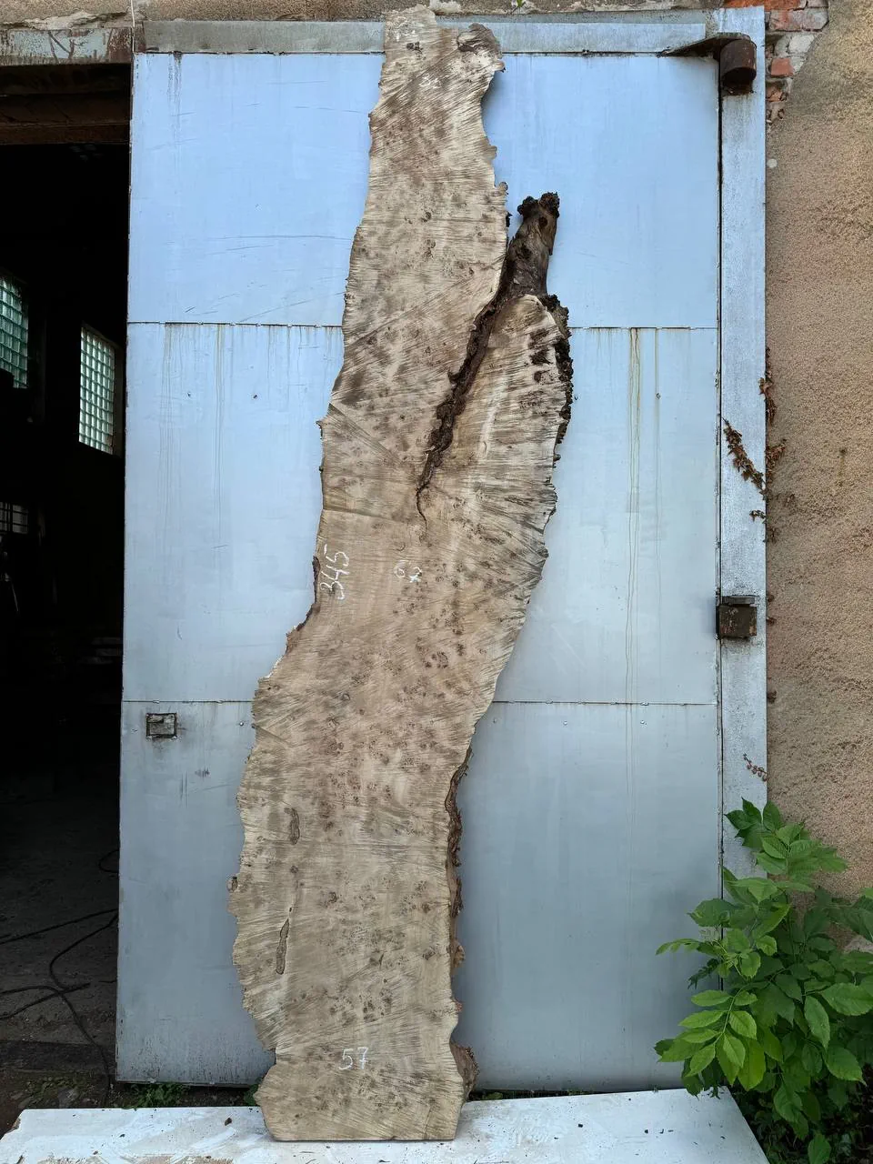 Cape poplar #2