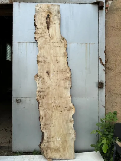 Cape poplar #5
