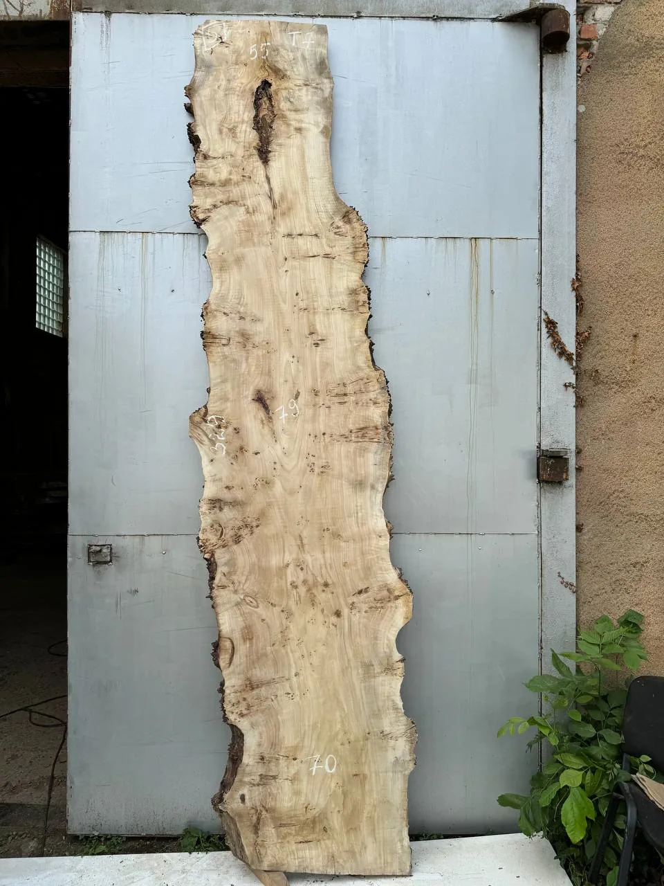Cape poplar #5