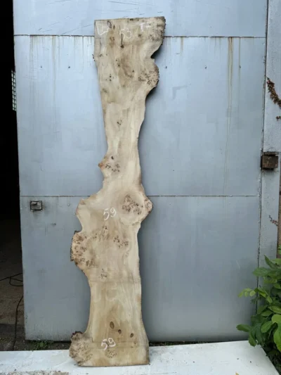 Cape poplar #7