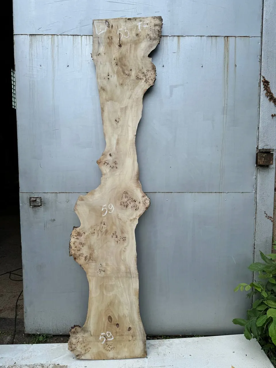 Cape poplar #7