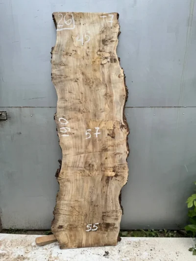 Cape poplar #26