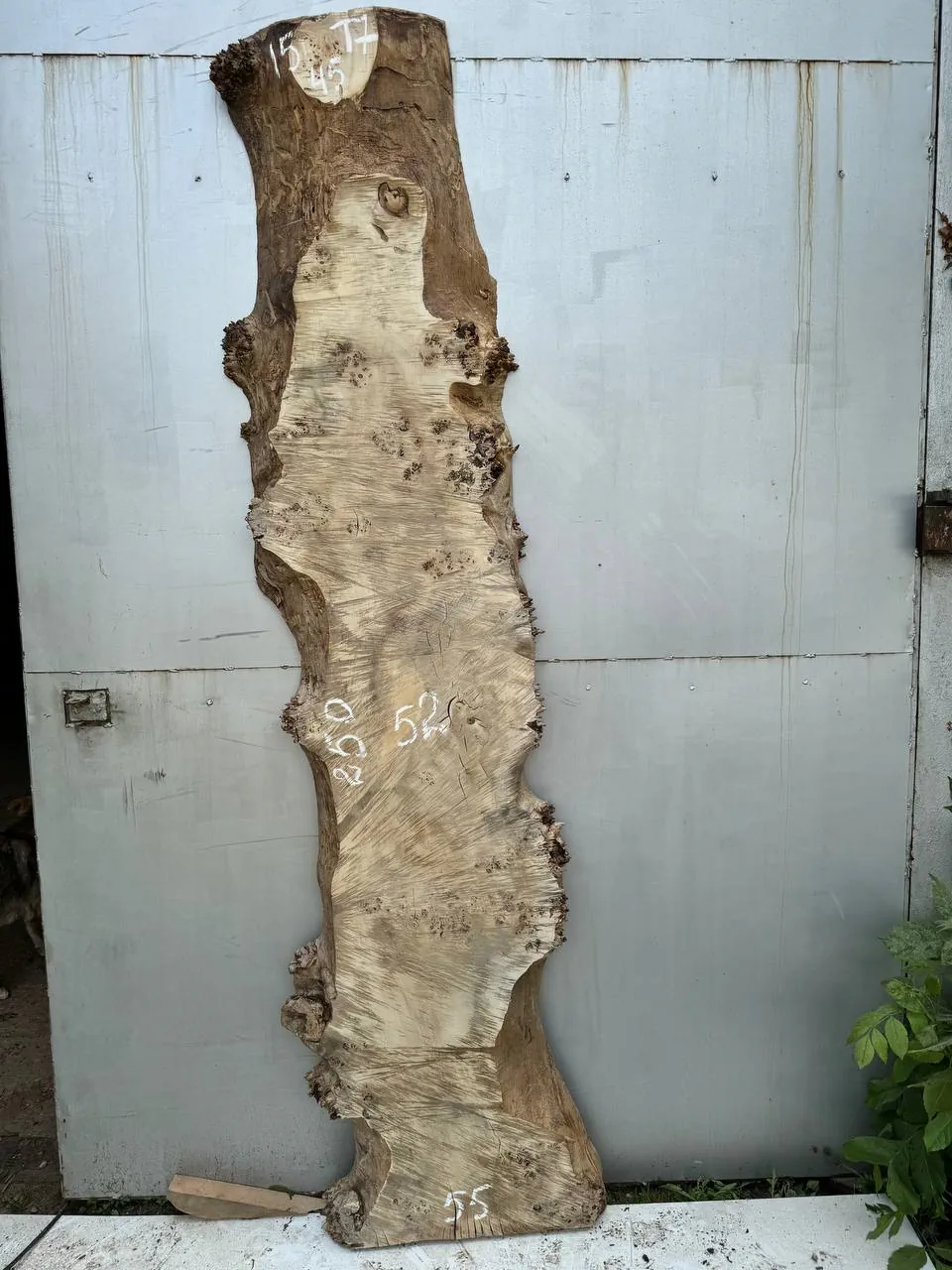 Cape poplar #15
