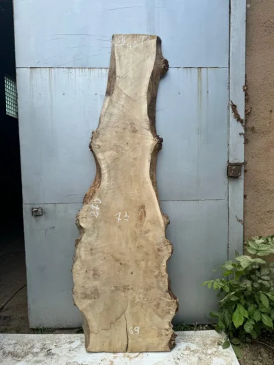 Cape poplar #41