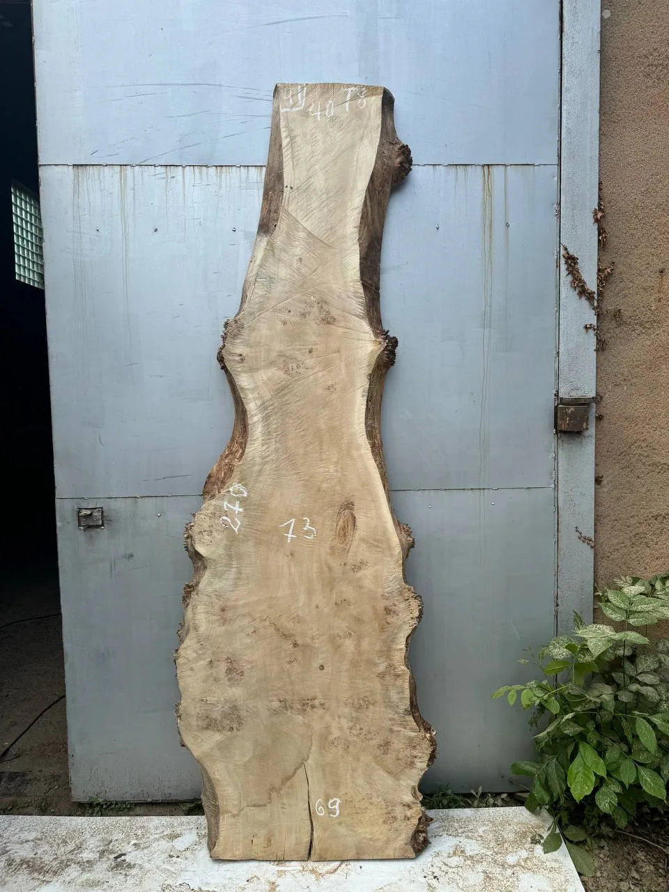 Cape poplar #41