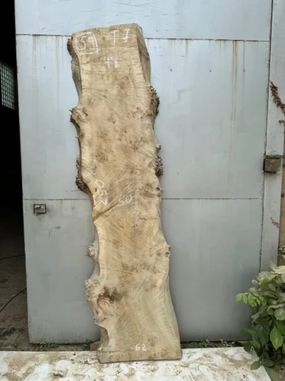 Cape poplar #59
