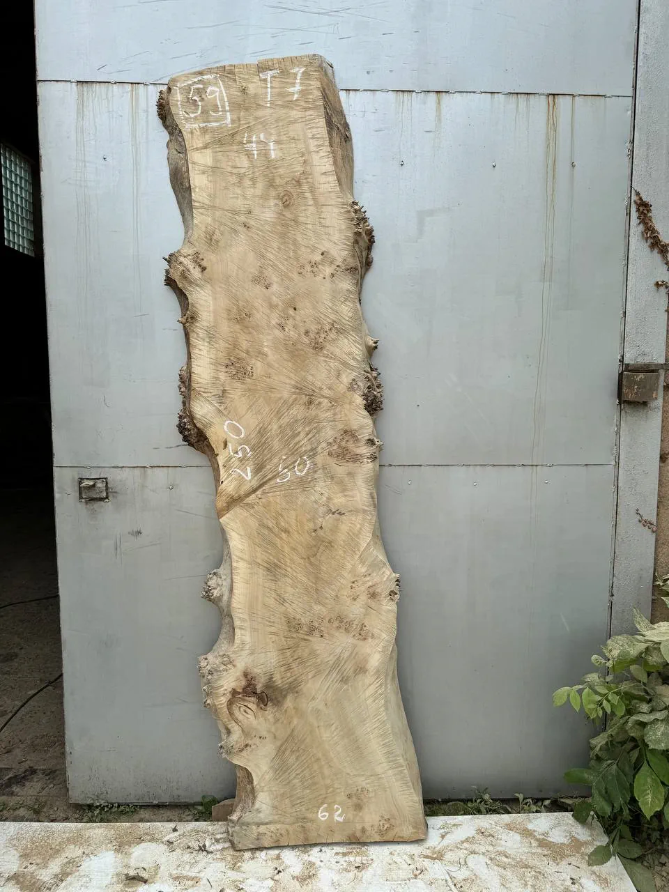 Cape poplar #59