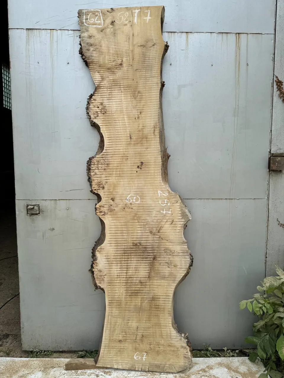 Cape poplar #62