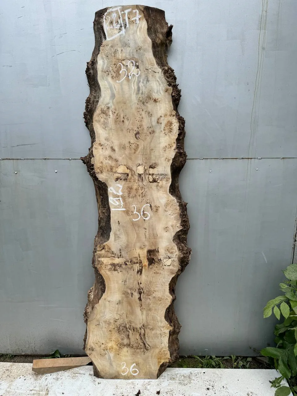 Cape poplar #22