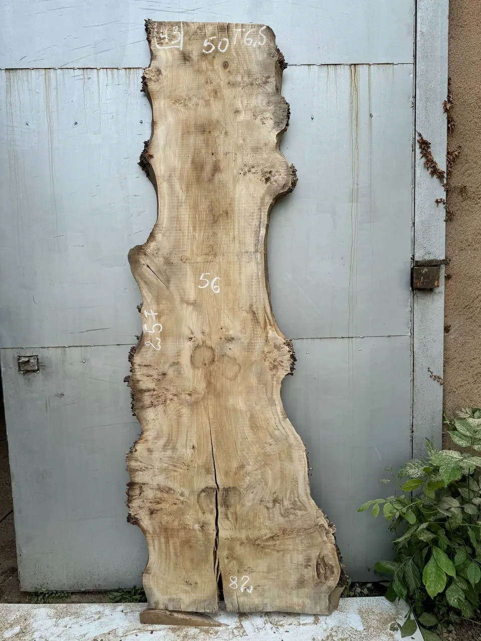 Cape poplar #43