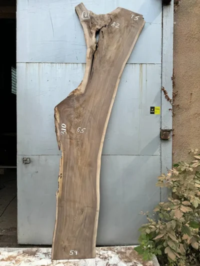 American walnut #7