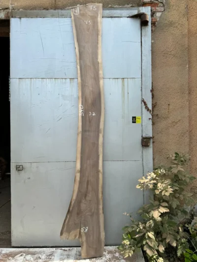 American walnut #4