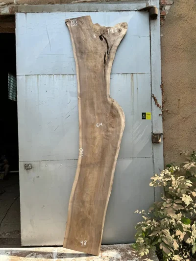 American walnut #5
