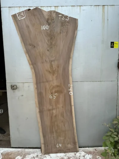 American walnut #24
