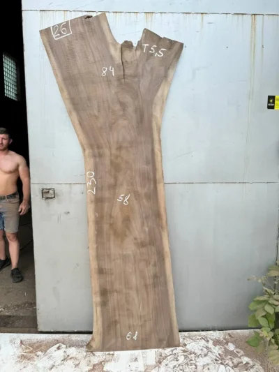 American walnut #26