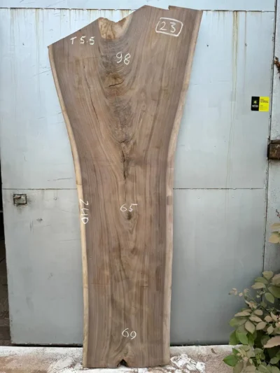 American walnut #23