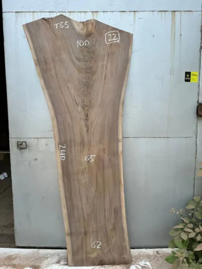 American walnut #22