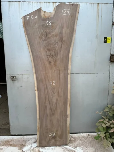 American walnut #21