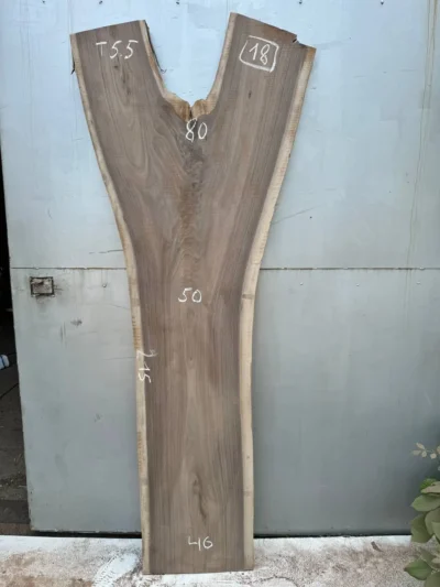 American walnut #18