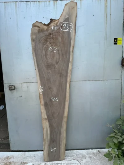 American walnut #15