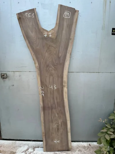 American walnut #19