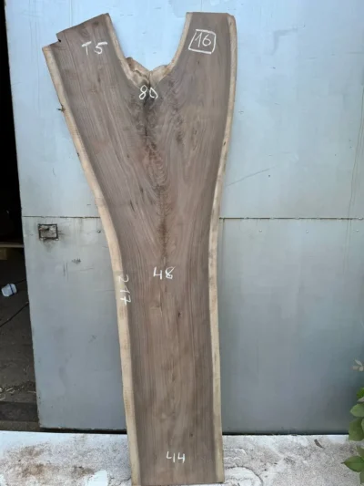American walnut #16