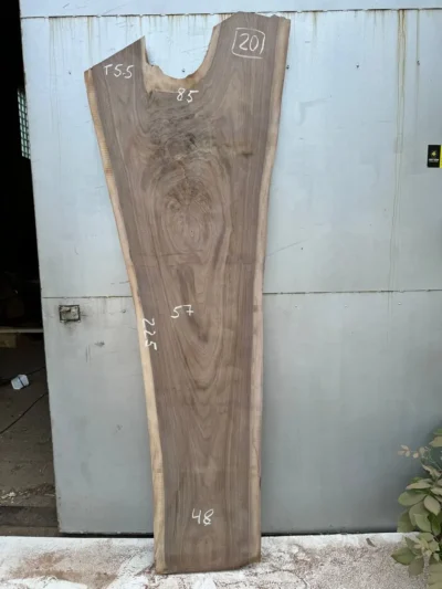 American walnut #20