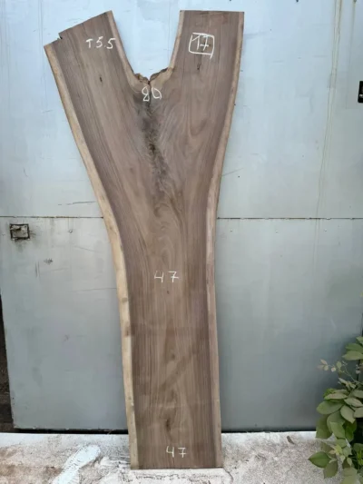 American walnut #17