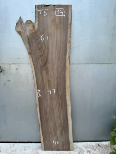 American walnut #14