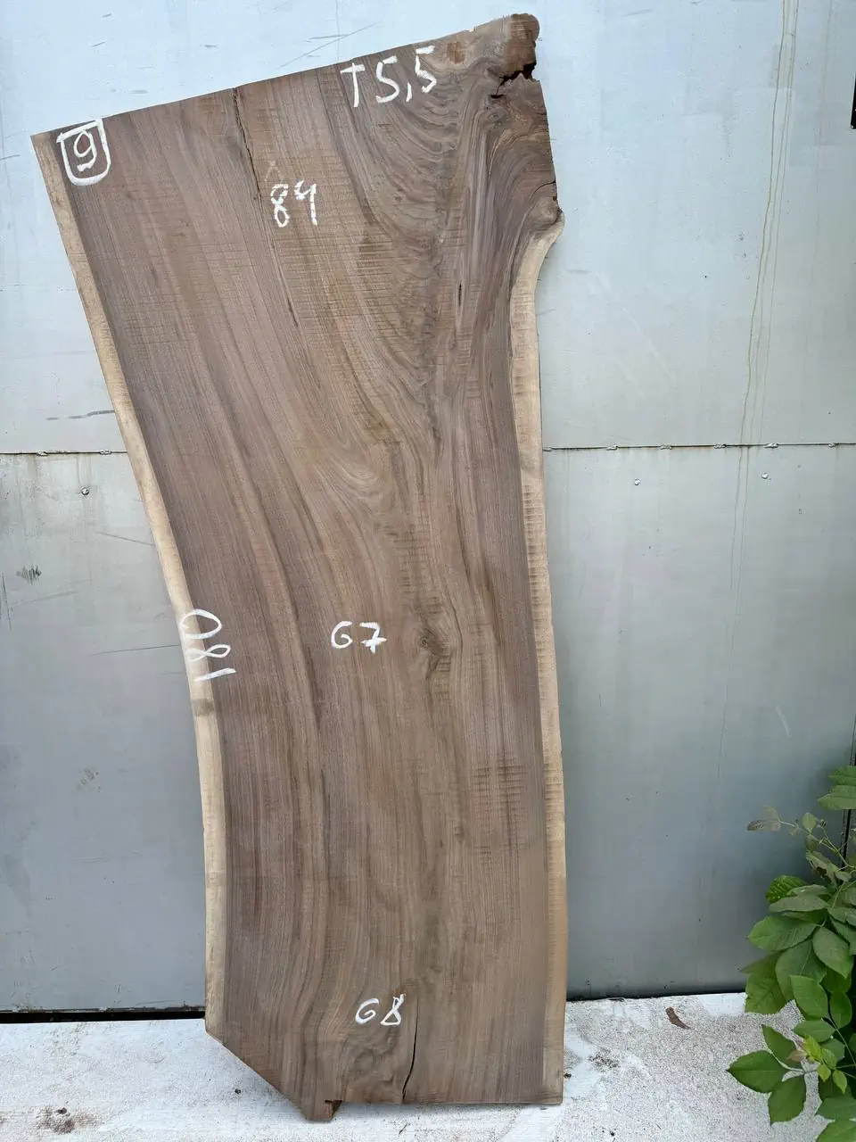 American walnut #9