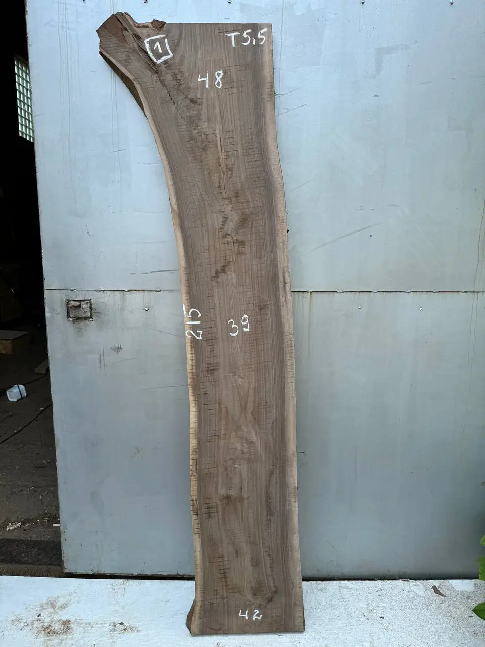 American walnut #1
