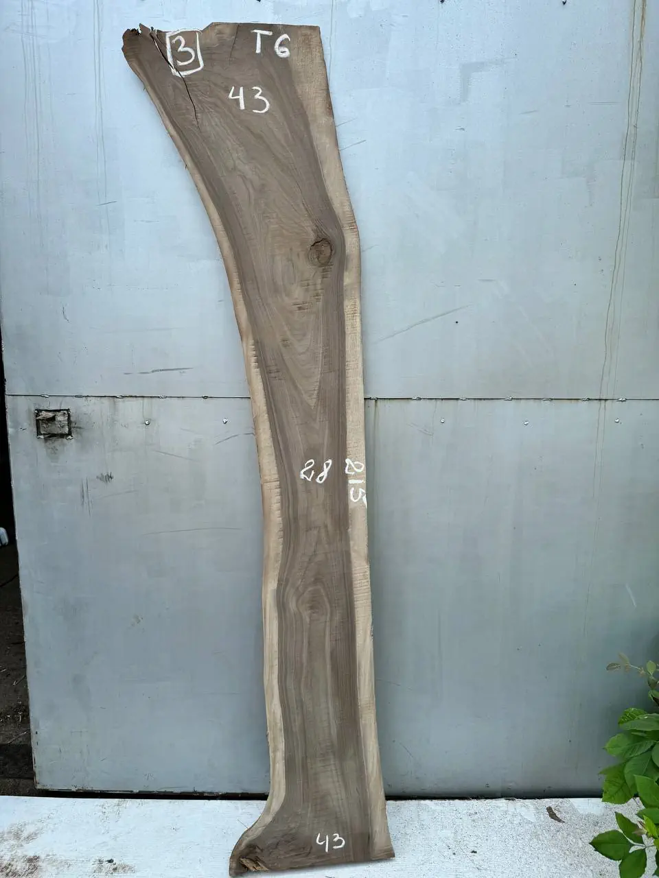 American walnut #3
