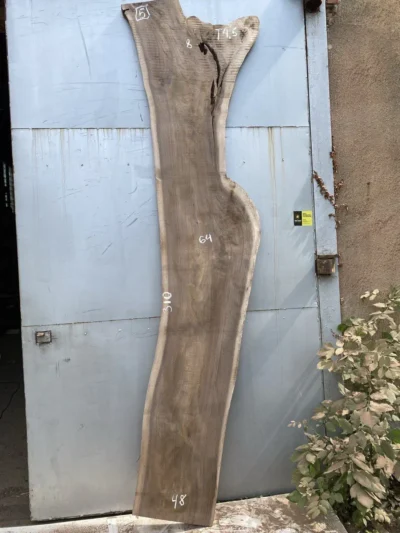 American walnut #5(2)