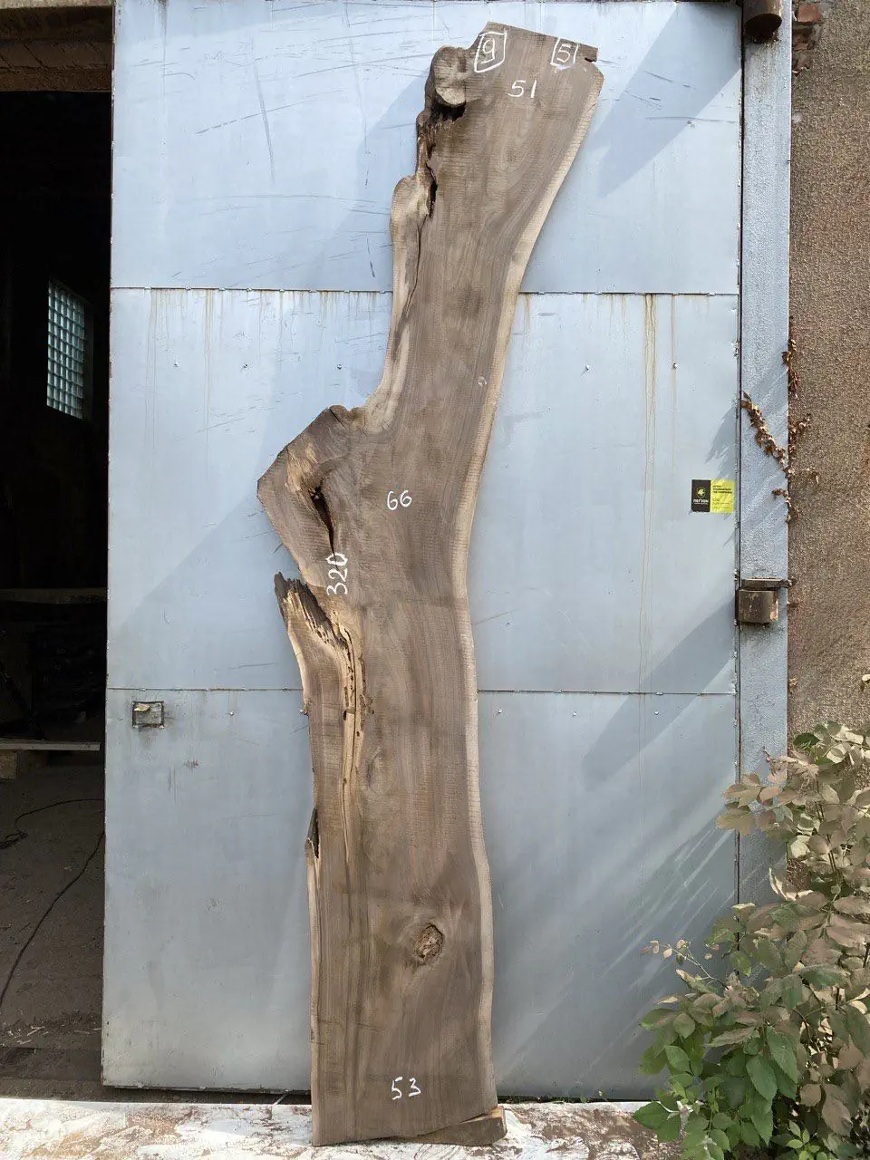 American walnut #9(1)