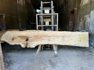 Oak #1