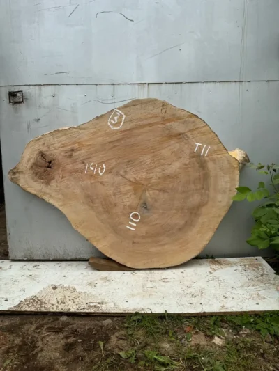 Plane tree circle #3