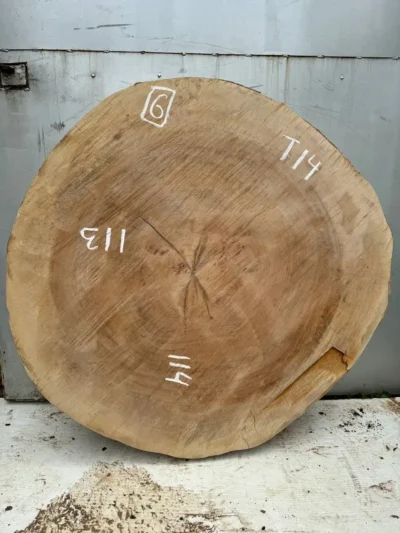 Plane tree circle #6